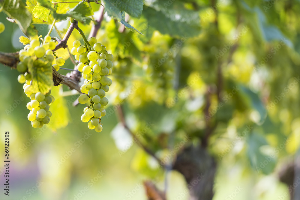 White Grapes in the Vineyard
