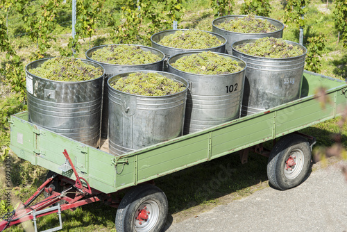 Containers Full Of White Grapes On The Trailer