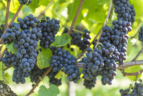 Red bunch of grapes in the vineyard