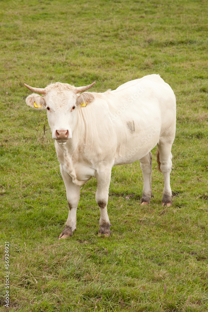white cow in meadow looking