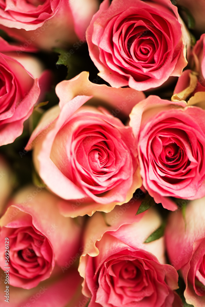 Nice roses in celebration concept Nice roses in celebration concept