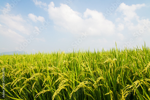 rice ripe
