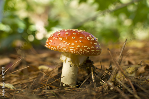 Red toadstool, Amanita muscaria, shallow depth of field.