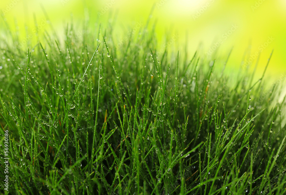 Fototapeta premium Beautiful green grass on nature background