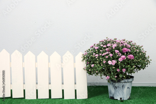 Chrysanthemum bush in pot and fence on grass on grey background