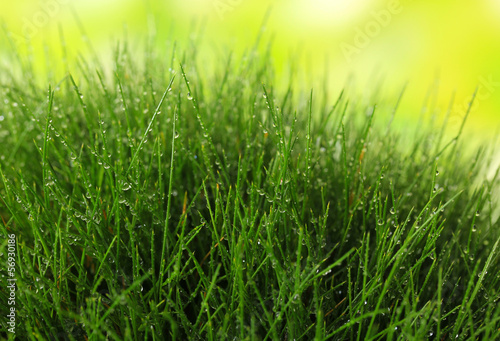 Beautiful green grass on nature background