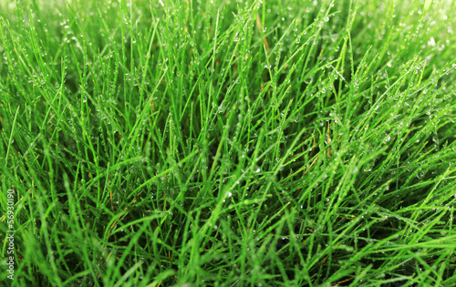 Beautiful green grass, close up