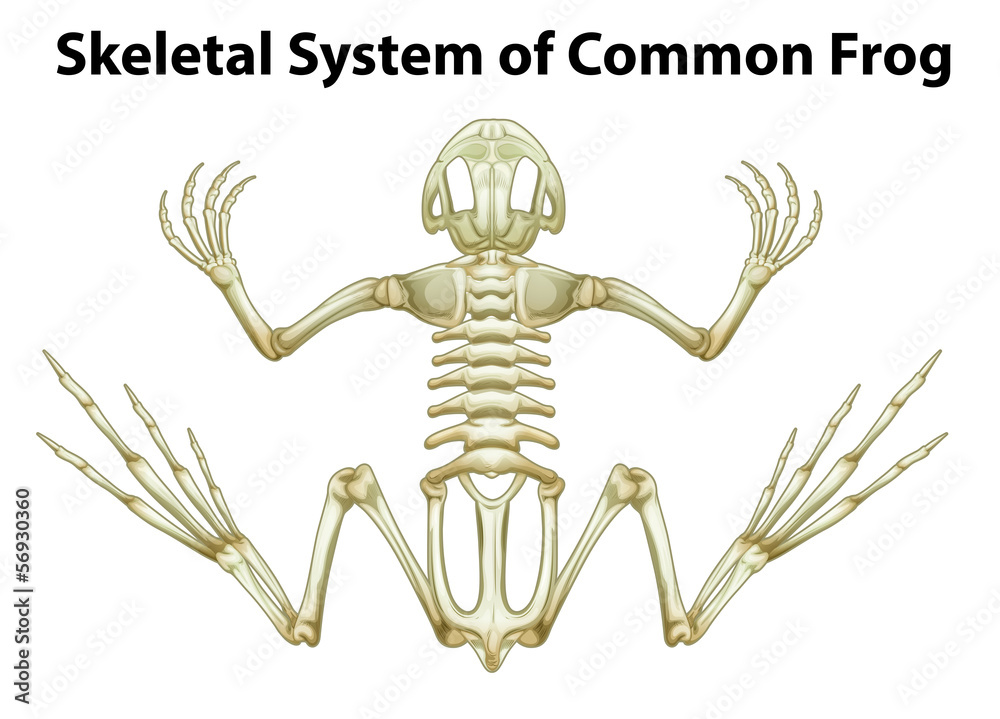 Obraz premium Skeletal system of a common frog
