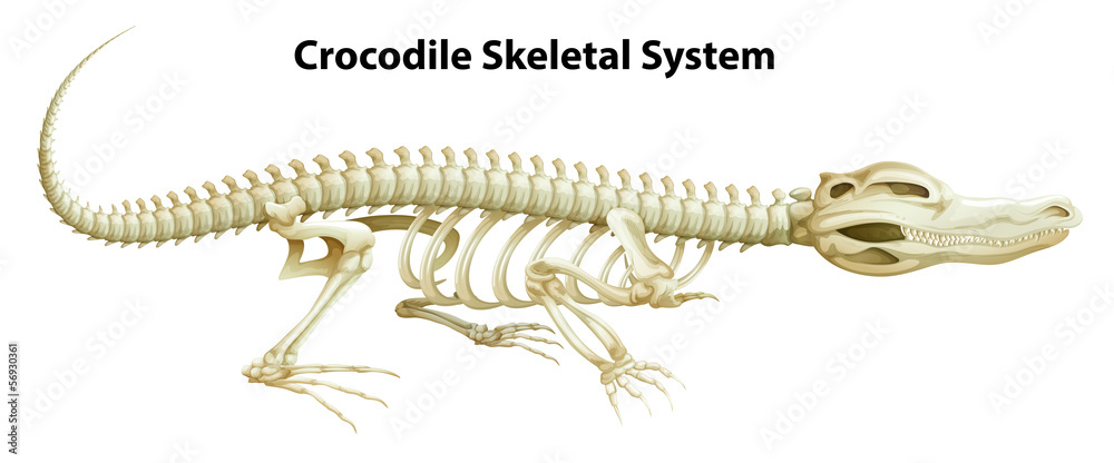 Obraz premium A crocodile's skeletal system