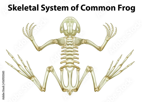 Skeletal system of a common frog