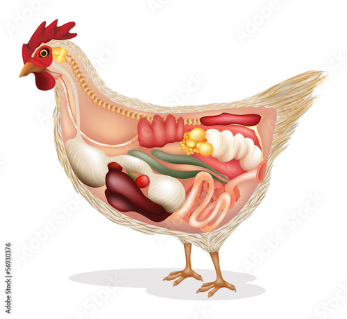 Anatomy of chicken photo