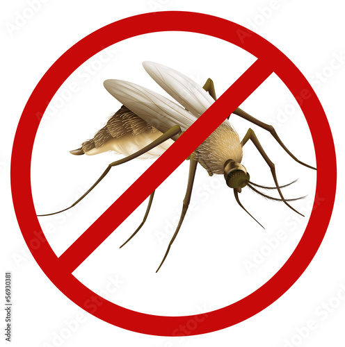 Mosquito