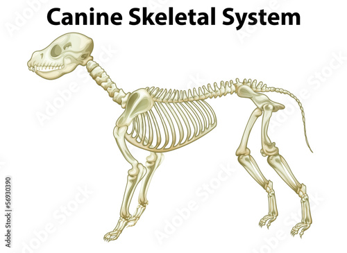 Skeletal system of a dog
