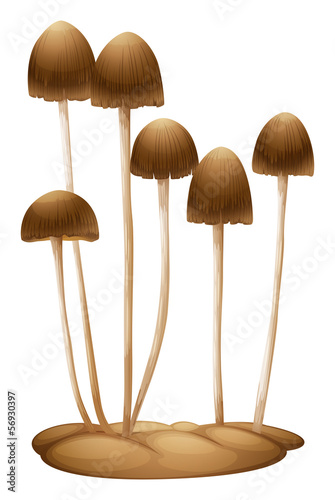 Psilocybe mexicana