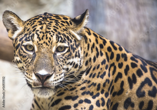 close up of a large Jaguar cat