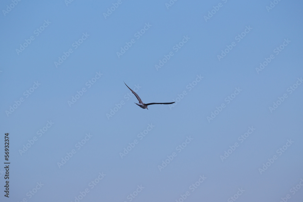 Obraz premium seagull in the sky