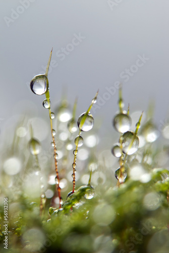 Moss and Drops