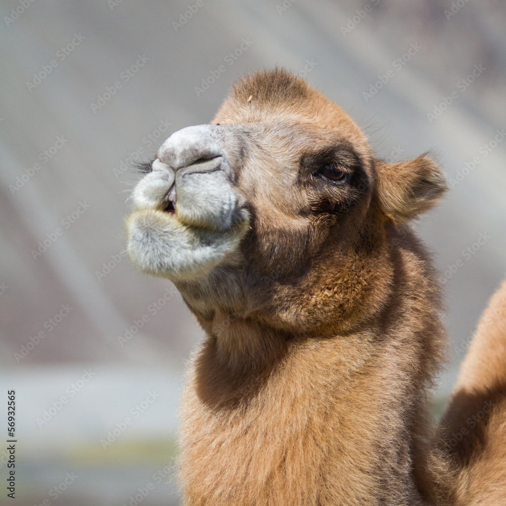 Camels in the Nubra Valley