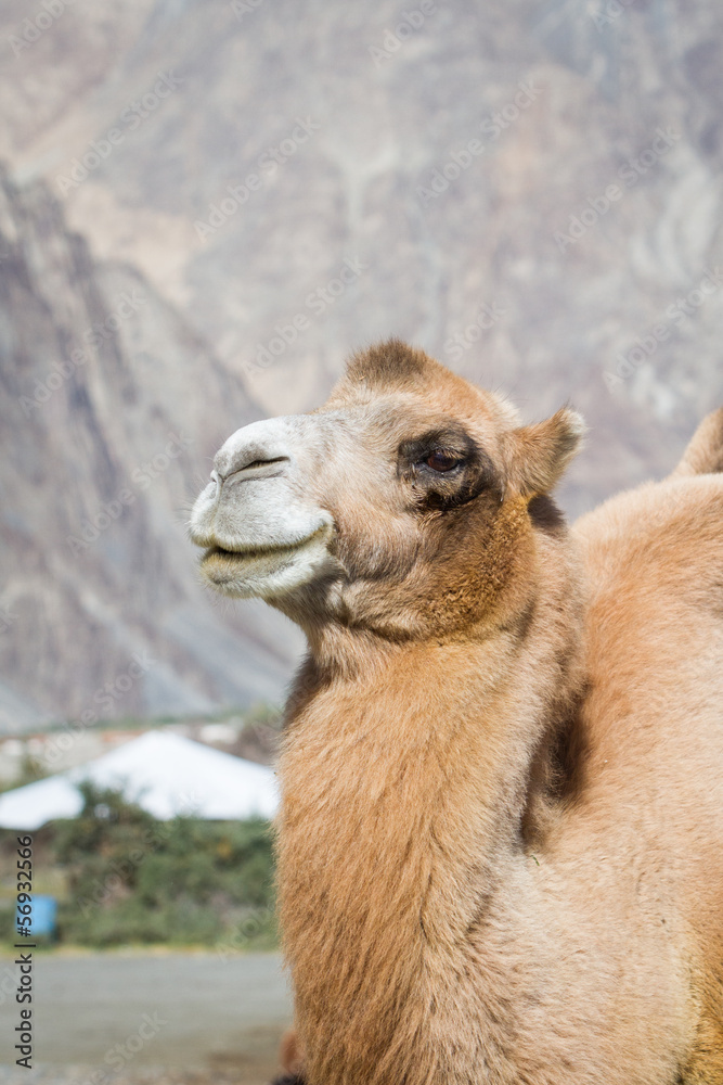Fototapeta premium Camels in the Nubra Valley