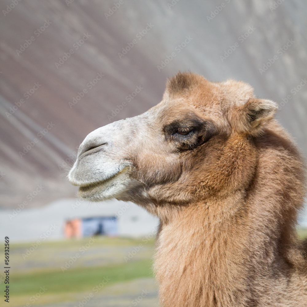 Obraz premium Camels in the Nubra Valley