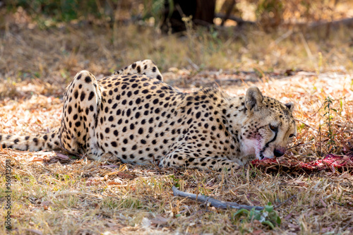 Cheetah