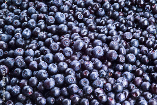 Blueberry background. Freshly picked berries