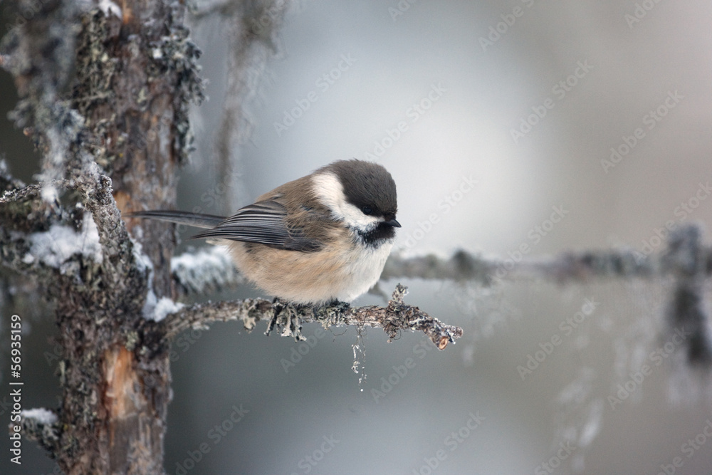 Fototapeta premium Siberian tit, Parus cinctus