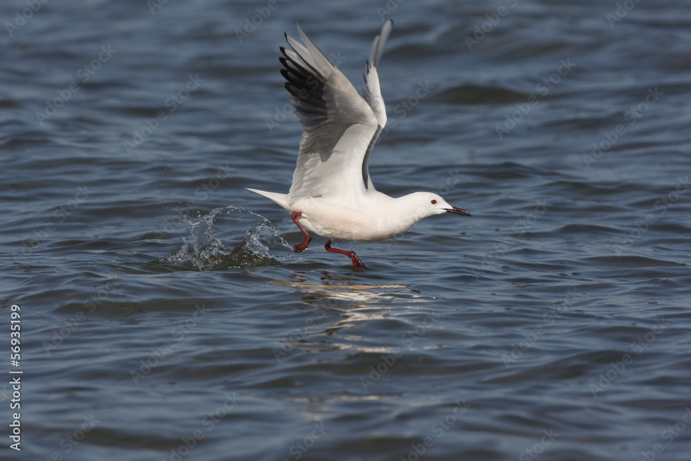 Slender-billed gull, Larus genei Slender-billed gull, Larus genei