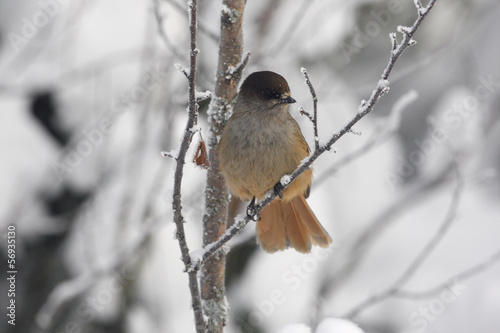 Siberian jay, Perisoreus infaustus photo