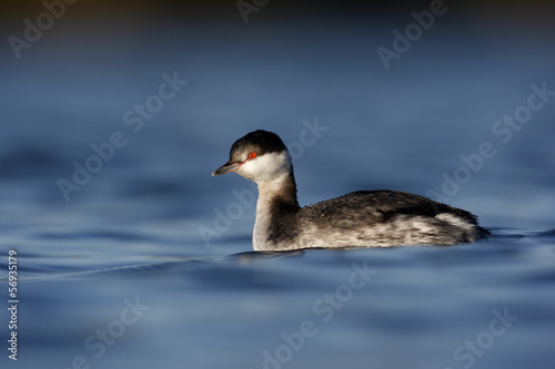 Slavonian grebe, Podiceps auritus