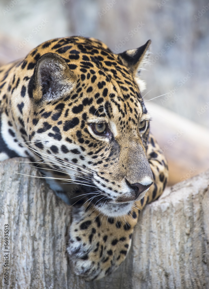 Obraz premium close up of a large Jaguar cat