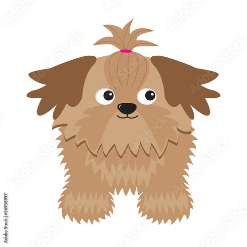 Little glamour tan Shih Tzu dog. Isolated.