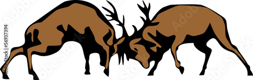 fighting deers