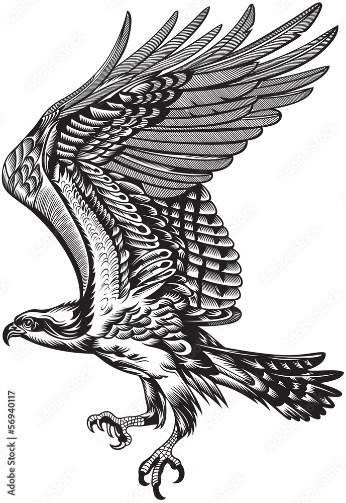 Obraz premium Wild Predatory Bird