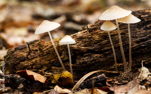Beautiful forest mushroom