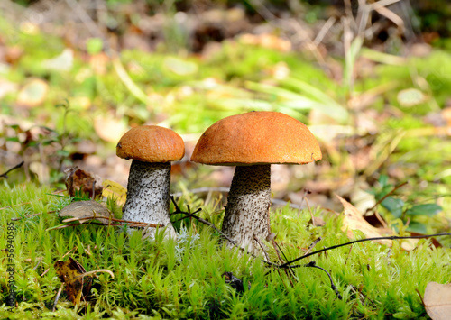 Two orange cap mushrooms