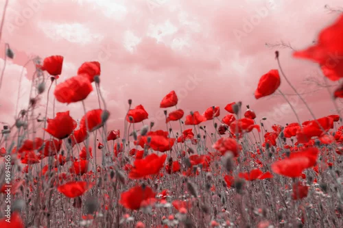 Obraz Czerwone maki