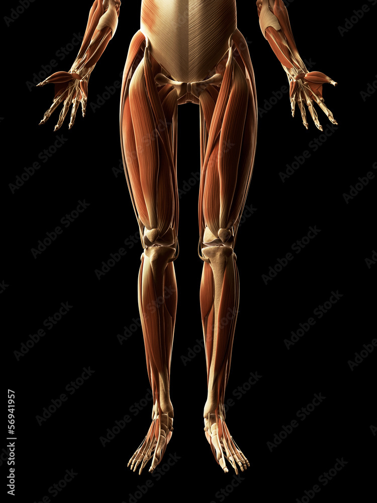 3d rendered illustration of the leg muscles 3d rendered illustration of the leg muscles