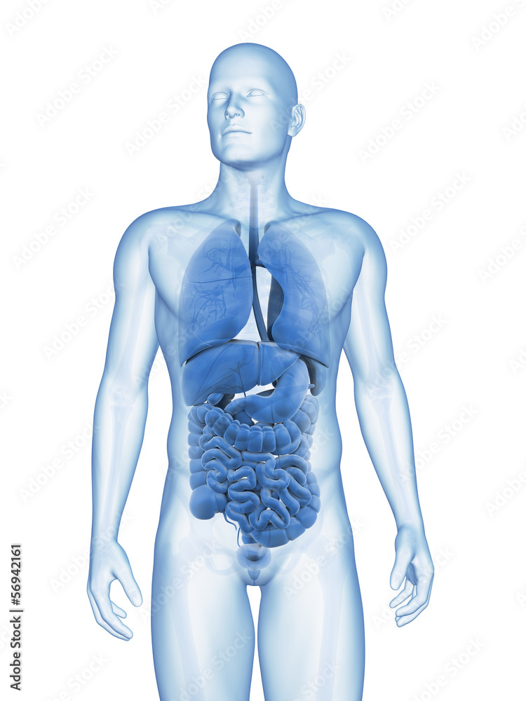 3d rendered illustration of the male organs 3d rendered illustration of the male organs