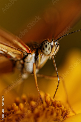 Orange butterfly © Nneirda