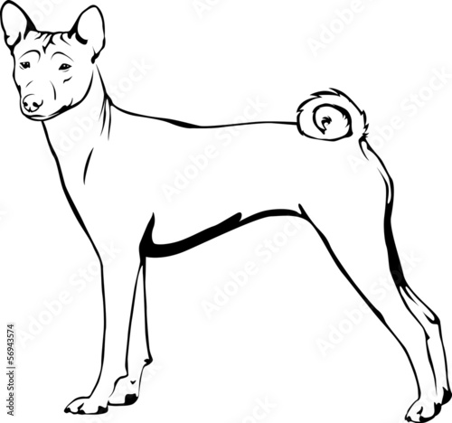 Basenji