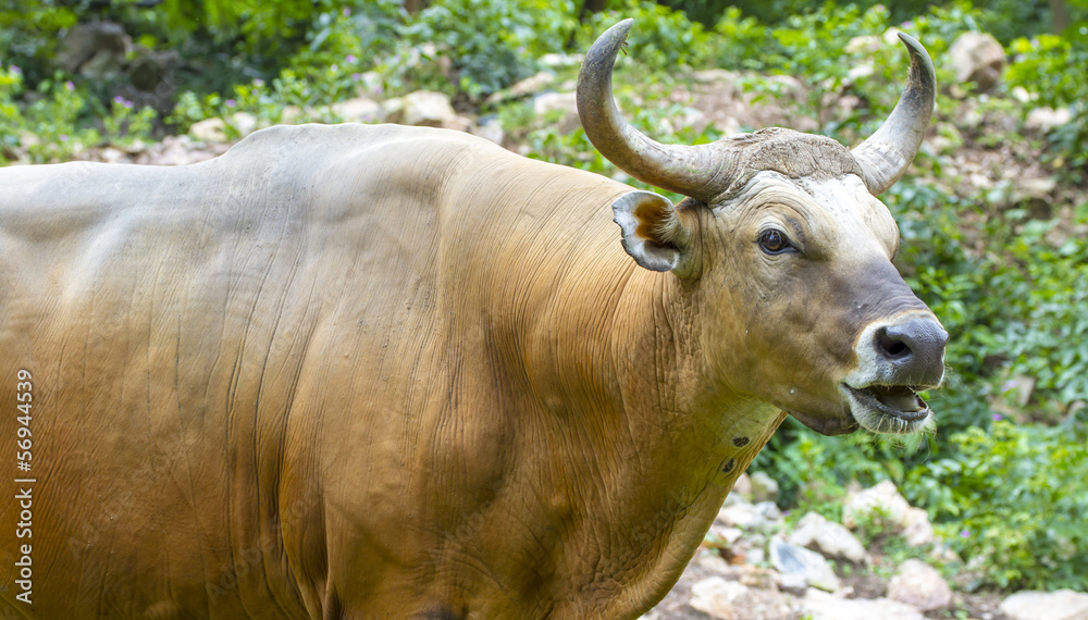 Banteng or Red Bull eating grass,