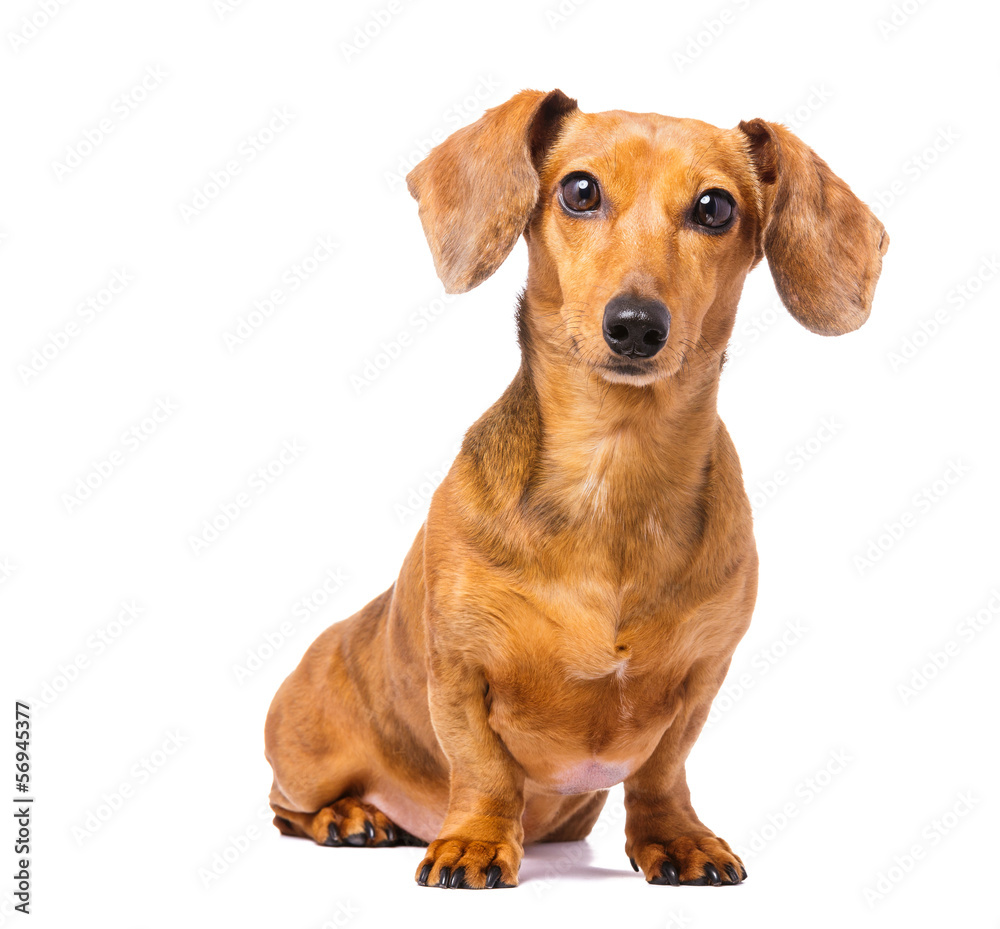 Dachshund Dog