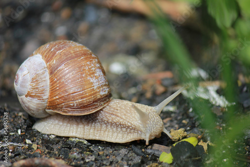 burgundy snail