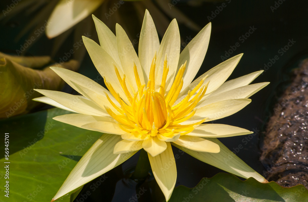 yellow water lilies