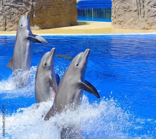 Tthree dolphins during dolphin show.