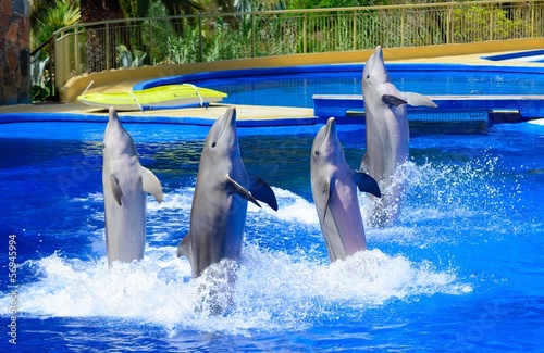 Four dolphins during dolphin show.