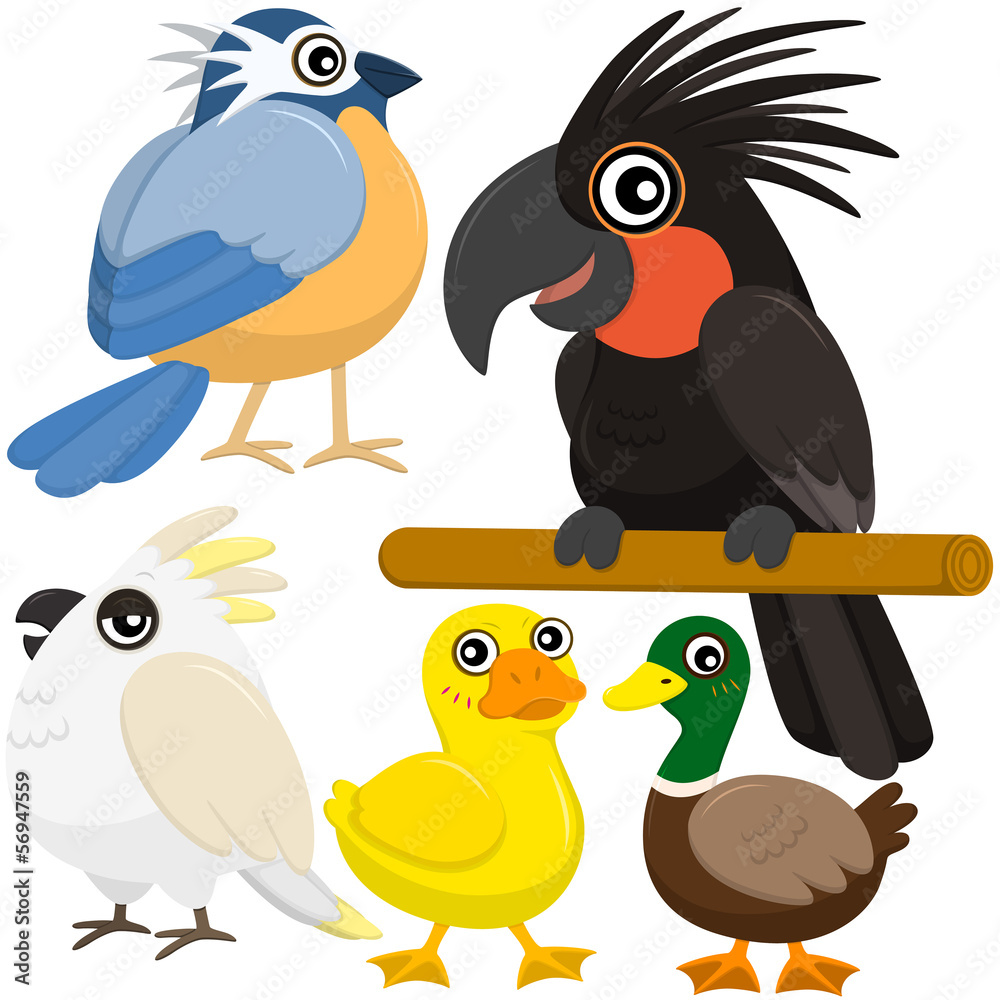 five colorful cute birds with white background five colorful cute birds with white background