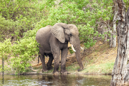 African elephant at the river