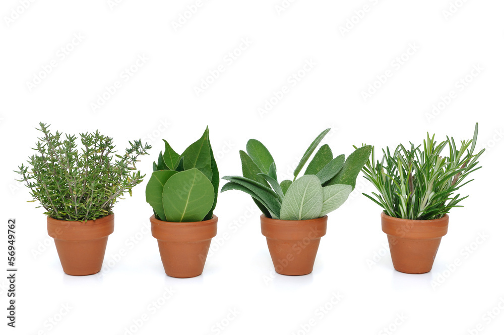 pots d'herbes aromatiques pots d'herbes aromatiques